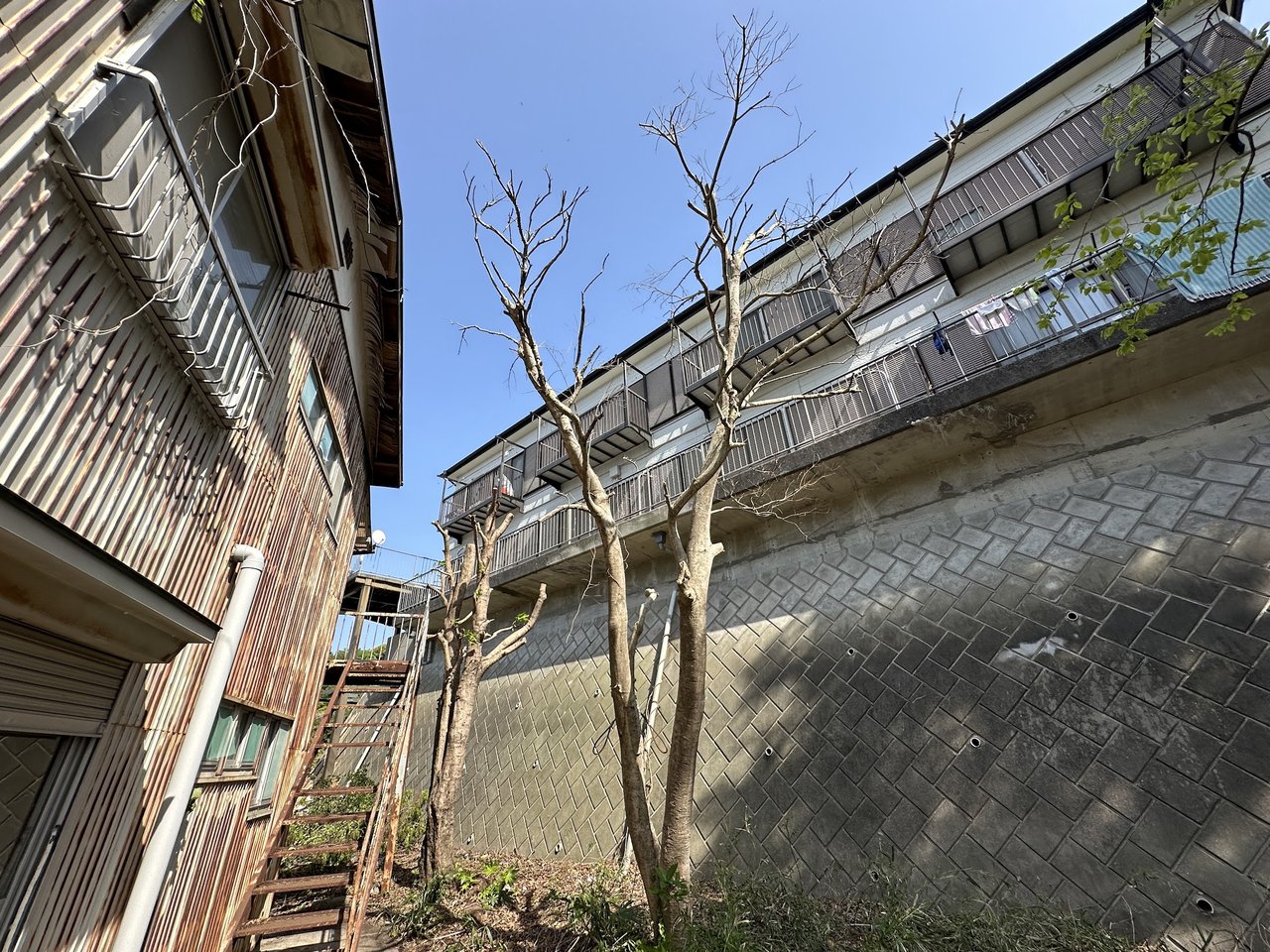 アパート裏の竹と雑木(再生後)