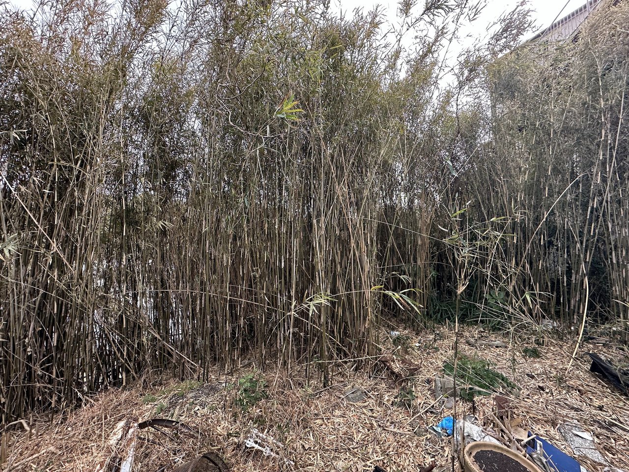 敷地を覆っていた竹林(買取前)