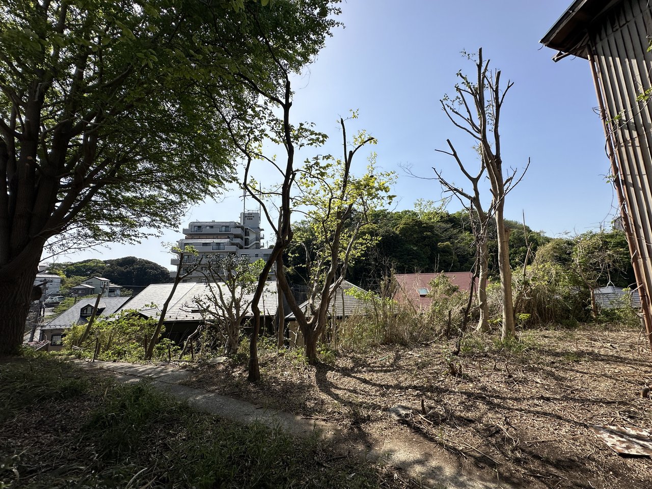 敷地の雑木(伐採後)