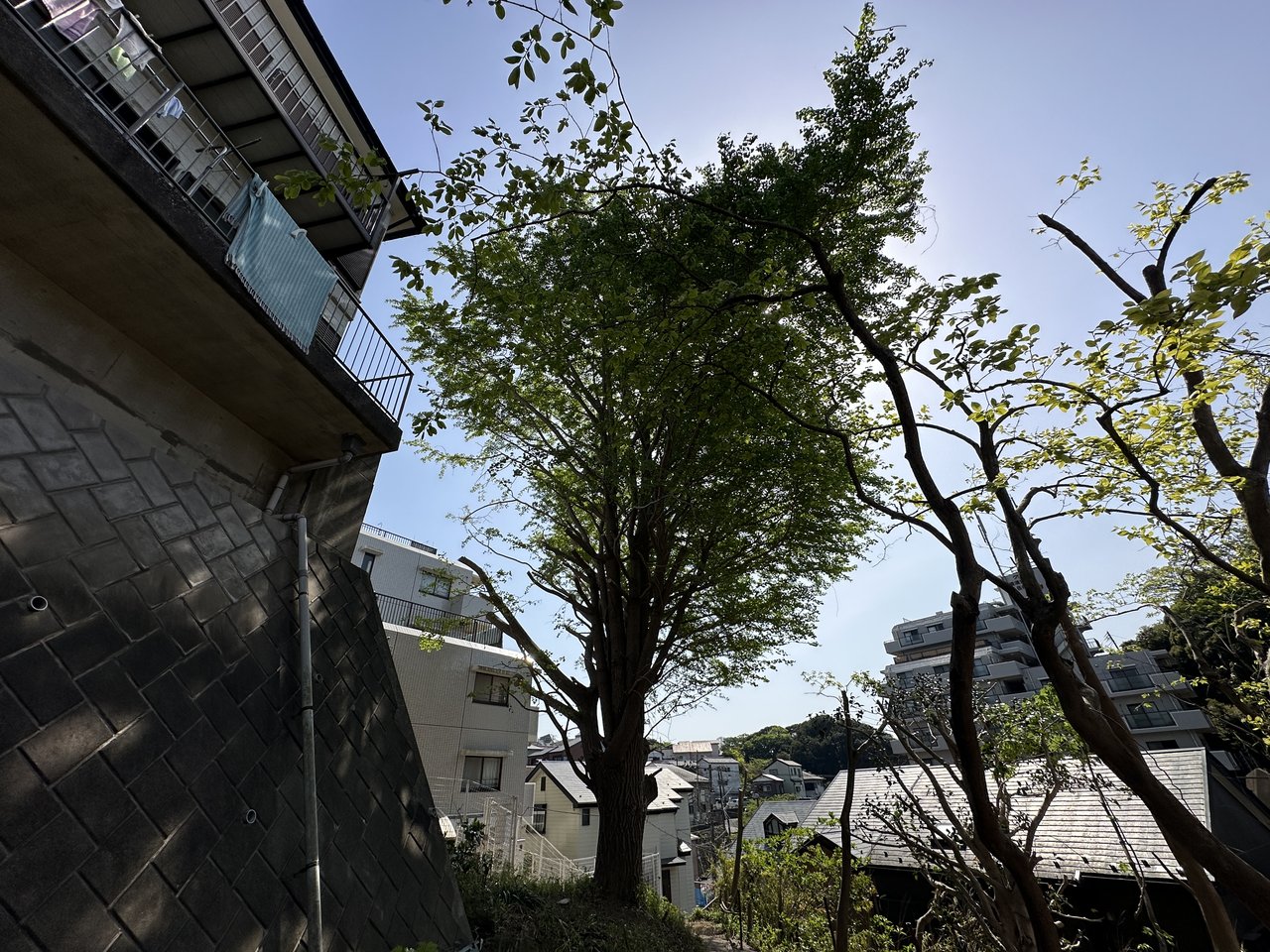 擁壁の下の立木(伐採後)