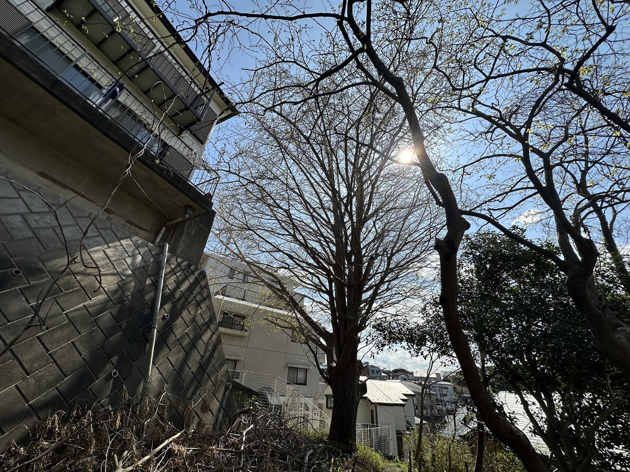 擁壁の下の立木(買取前)